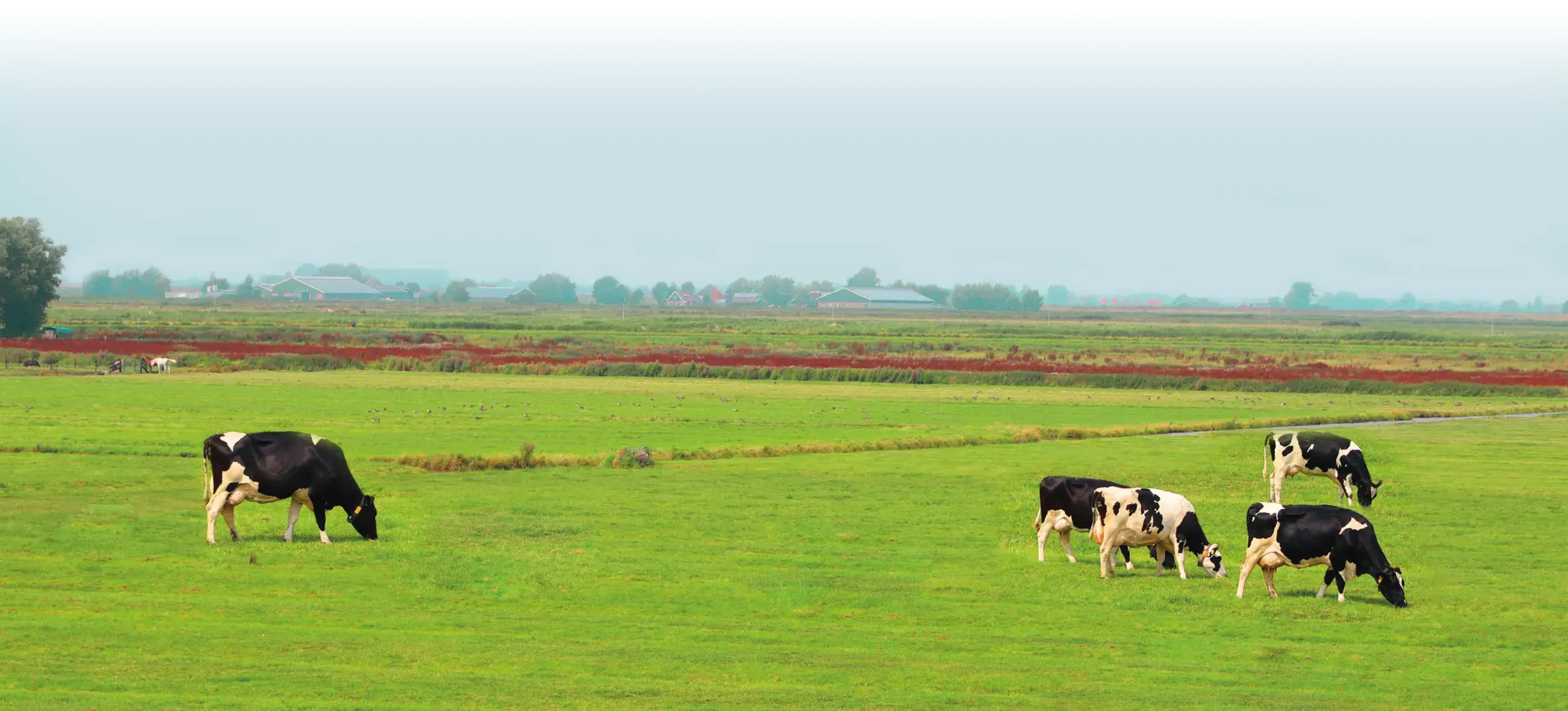 Campo verde con vacas pastando